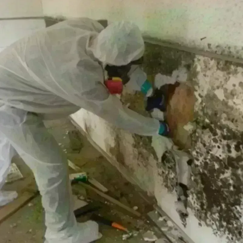 Mold Remediation and Removal in Erwinville, LA